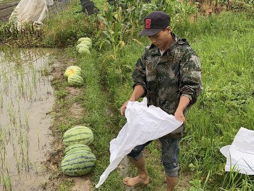 吃瓜乡镇干部,他们眼中的乡村生活与治理