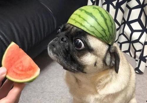 吃瓜王视频搞笑