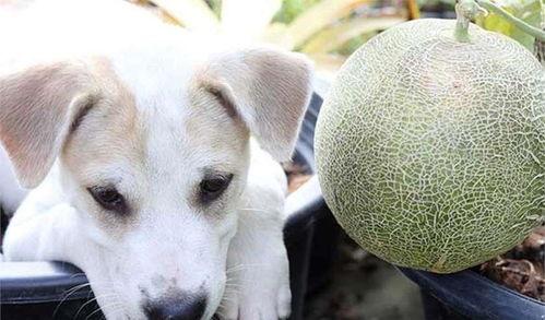 狗吃大哈密瓜,揭秘狗吃大哈密瓜的趣味瞬间