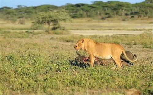 狮子吃瓜中分图