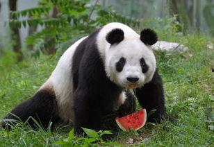熊猫宝宝吃瓜,熊猫宝宝欢乐瓜趣时光