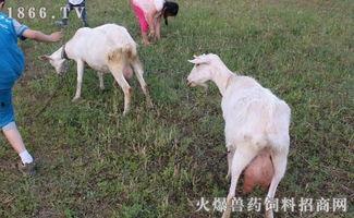 奶羊吃瓜,助力绿色养殖新篇章