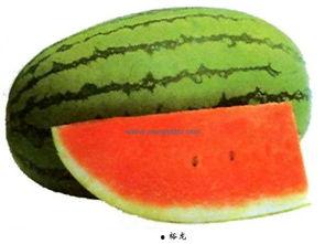 王胖胖吃龙瓜,王胖胖的龙瓜美食之旅