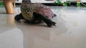 乌龟吃瓜的危害,揭秘潜在危害与预防措施