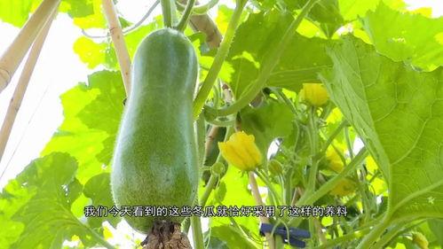 广东城建吃瓜,吃瓜群众揭秘城市变迁背后的故事