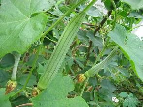 种花吃瓜的视频